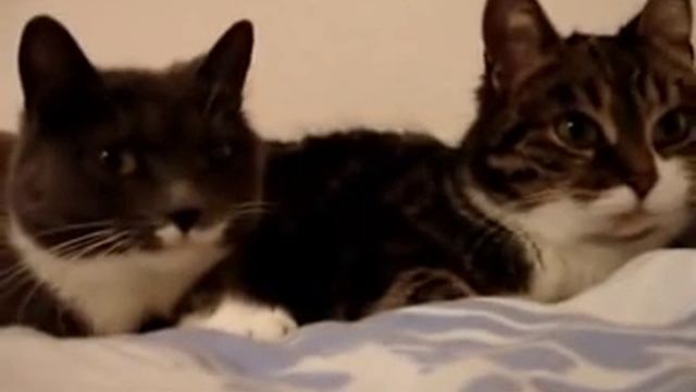 ГОВОРЯЩИЕ КОТЫ и эта не шутка! смотреть онлайн