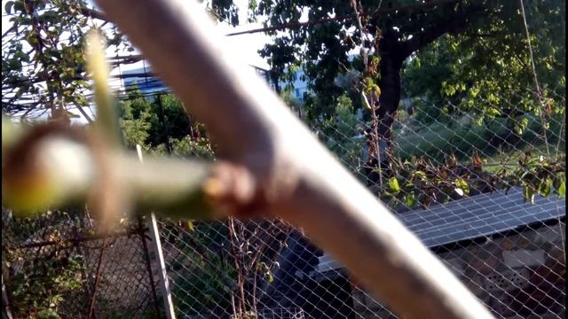 ПОМОГАЕМ ШЕЛКОВИЦЕ ПОСЛЕ ЗАМОРОЗКА//Формирующая обрезка