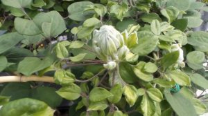 Clematis Diamond Ball