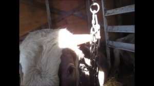 Инвентарь для откорма бычков: цепи