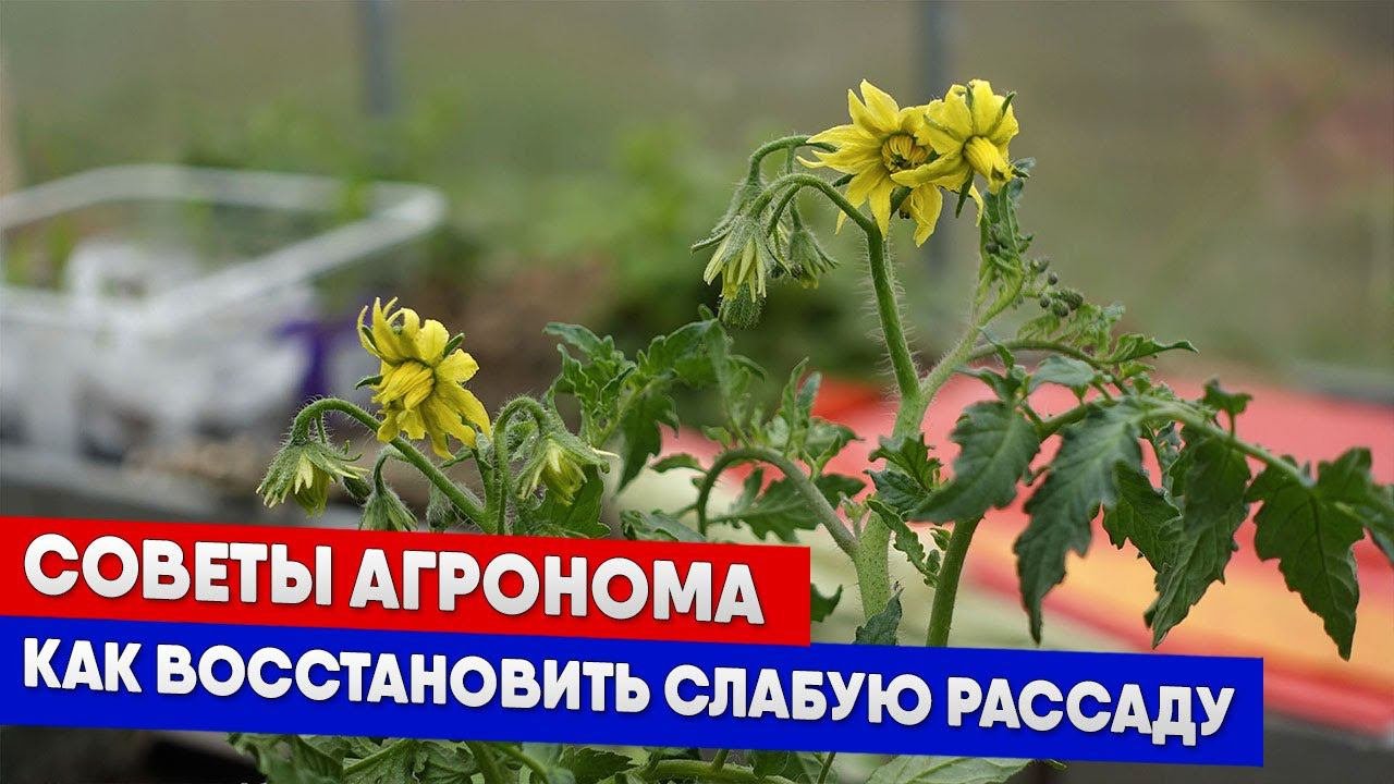 Советы агронома - как восстановить слабую рассаду