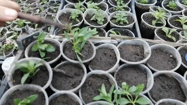 Черенкование калибрахоа в марте✂️Обзор черенкования в феврале?
