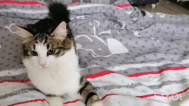 Рум тур нашей квартиры и другие обзоры в видео от Оли Мама и Оля переезд на юг