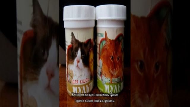 Кошачья мята: для чего нужна и почему животные ее любят смотреть онлайн