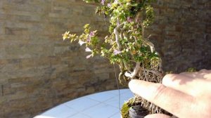 Цветущий бонсай. Как цветет бонсай? Serissa foetida blooming