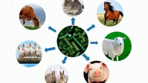 производство травяной муки и травяных гранул