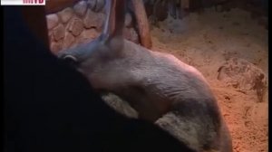 Трубкозуб_в_зоопарке_"Лимпопо"