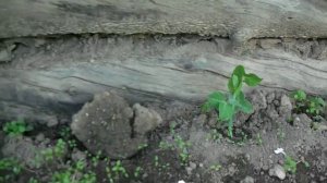 кто объедает рассаду помидор?