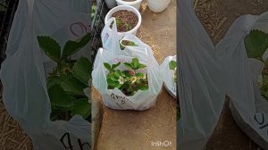 Как правильно посадить клубнику. Новые сорта на моём огороде. Мурано, Ания, Вивара.