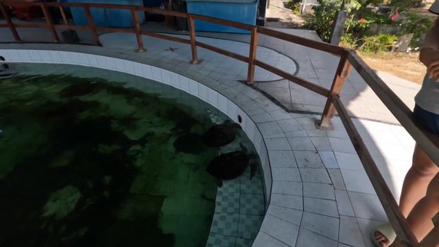 WHAT TO DO IN BALI | Sea Turtles and the BEST Waterfalls!
