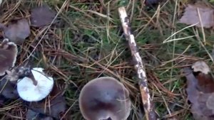 Грибы Денежки. Коллибия масляная.  Как распознать. Грибы в лесу.