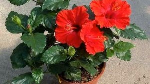 Как размножить китайскую розу