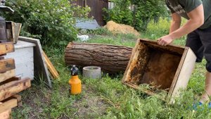 Заселение пчел в колоду. Эко мёд. Бортевой мёд.  С чего начинается.