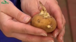 ? Подготовка картофеля к посадке: проращиваем правильно - 7 дач