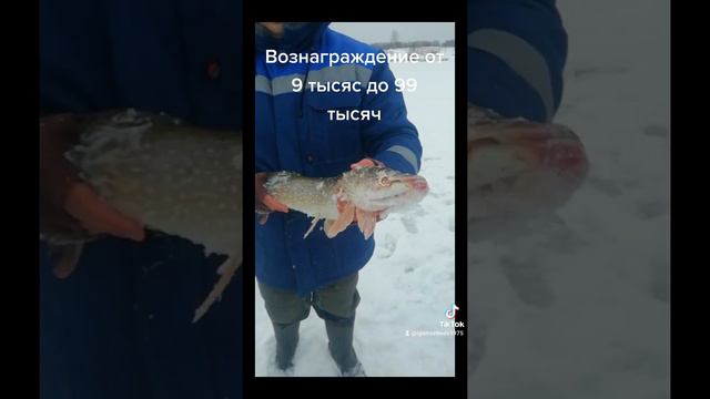 вознаграждение от 9 тысяс до 99 тысяч рублей