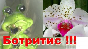 Орхидеи и Грибок Ботритис. ЗЛОЙ и СТРАШНЫЙ грибок на Орхидеях.