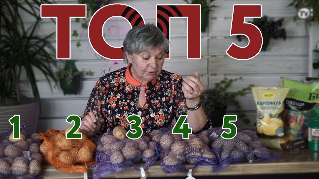Топ 5 Сортов Картофеля И НОВИНКИ Картофеля   Идеальный Картофель  Советы от Хитсад ТВ