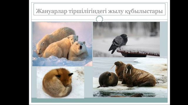 Тірі ағзалардың өмірлеріндегі жылу құбылыстарының ролі