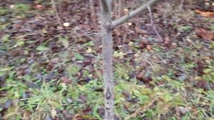 Картофель под травой или мульчёй. Осенняя подготовка огорода. Или весь огород в сене.