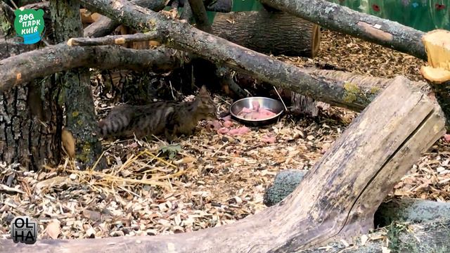 Нова оселя для лісових котів | КИЇВСЬКИЙ ЗООПАРК смотреть онлайн