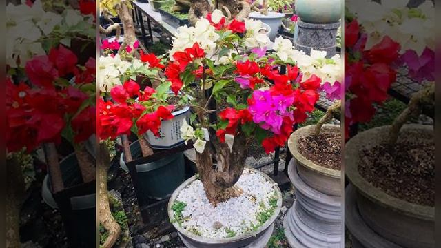 different kinds of bougainvillea смотреть онлайн