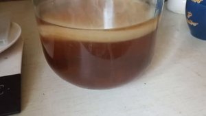 Чайный гриб стал красавцем.?