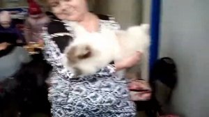 Котовыставка март 2014. Британская длинношерстная.