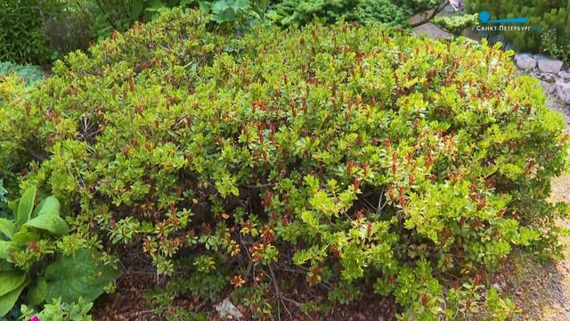 Экзотическая флора на берегах Невы. Райский уголок флориста Наталии Корякиной смотреть онлайн