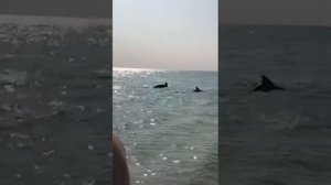 Нападение дельфинов 2020 черное море dolphins attack