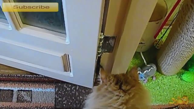 Кошачьи Игры в Салочки | Приколы Про Кошек | Funny cats | Game cats tag | Lucky Tech
