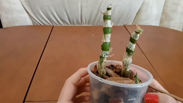 Спасаем орхидею Дендробиум #2. ИЗМЕНЕНИЯ ЧЕРЕЗ МЕСЯЦ ? смотреть онлайн