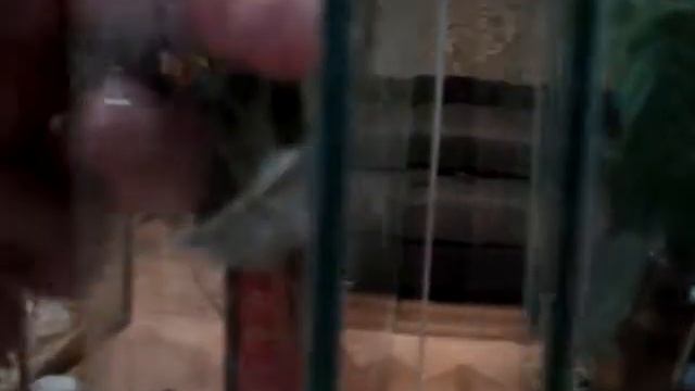 Мадагаскарский розовокрылый мускусный палочник