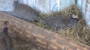 бройлерная цесарка 2 месяца