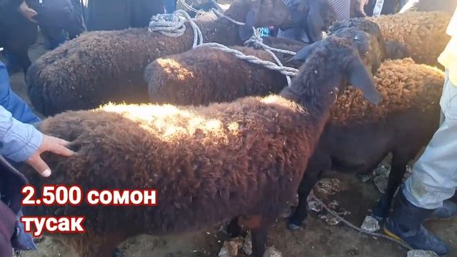 Мол бозор Tajikistan реал савдо