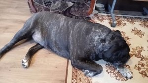 Кане Корсо. Трудности воспитания. В прошлом!