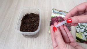 Зачем мне УКСУС и УГОЛЬ для ПЕТУНИЙ. Все СЕКРЕТЫ посадки и выращивания ПЕТУНИИ