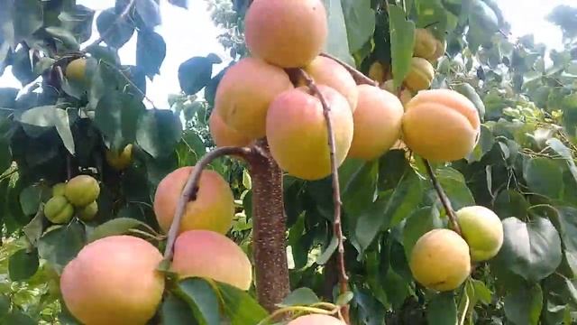 Абрикос НЖА-19 (NGA-19) в непогоду. смотреть онлайн