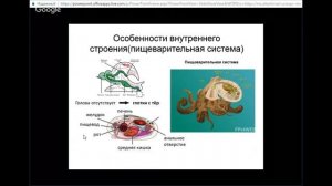 ЕГЭ по биологии 11 класс Занятие №6 Подцарство многоклеточные  Тип моллюски  Общ