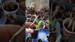 проращивание проблемных клубней георгин.мой опыт.