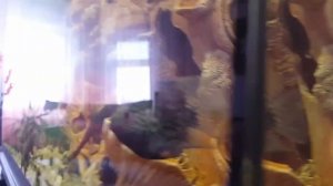 Бриллиантовая цихлазома Икра, аквариумные  рыбки ( Texas cichlid)