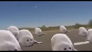 топ 5 смешных тюленей