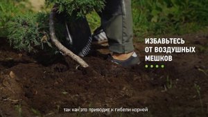 Как посадить бонсай? Как правильно посадить бонсай на участке?