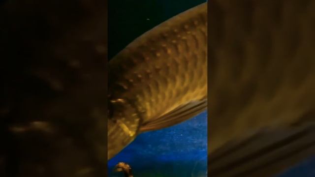 jardini papua batik смотреть онлайн