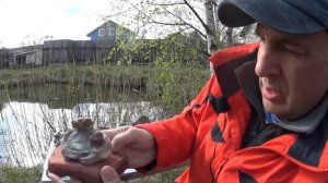 Трилобиты после препарации.