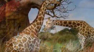 Мир животных