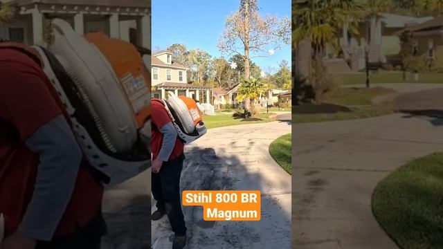 ??Stihl 800 BR Magnum??