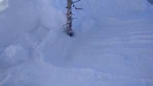 13.03.21  Перезимовка абрикосов на Среднем Урале