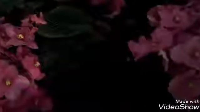 Уход за фиалками, мой уход