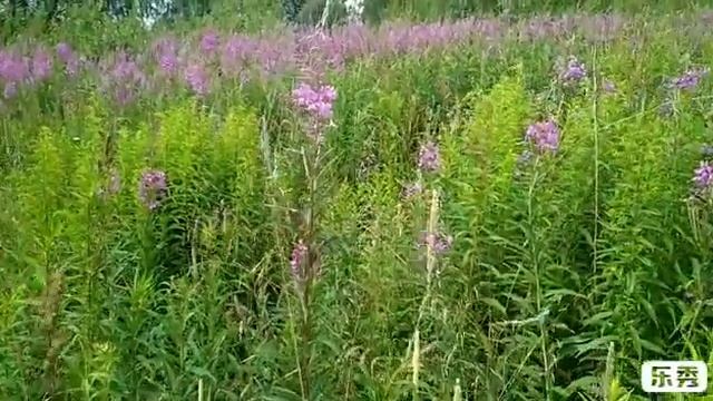 Золотарник канадский и борщевик - скрытая угроза для полей.