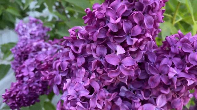 Сирень обыкновенная Анна Шиач, Syringa Anne Shiach (Хавемейер, США, 1943) смотреть онлайн